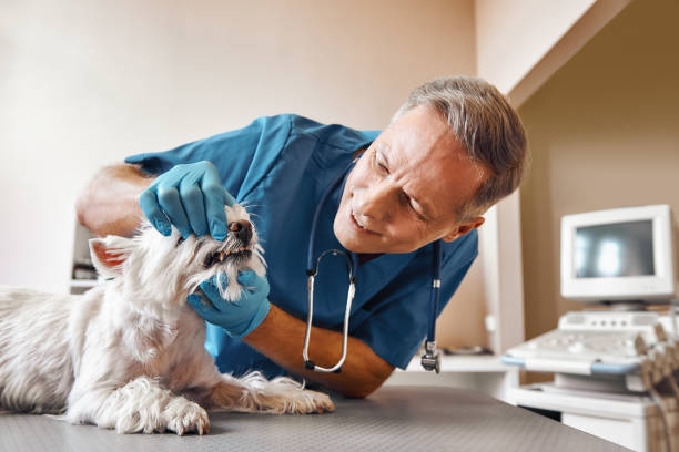 Best After-Hours Emergency Dentist in West Brattleboro, VT